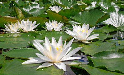 Weiße Seerose - white water lily - Nymphaea alba - obrazy, fototapety, plakaty