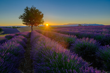 Lavender field at sunrise in Provence, France