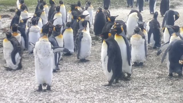 Colony of King Penguins at Volunteer Point, Falkland Islands