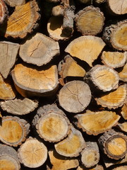 Wood. A cross section by a trunk.