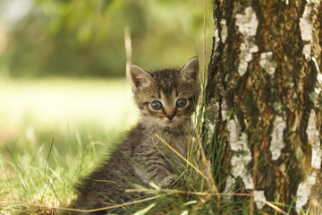 funny little gray kitten in the grass near the tree