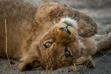 Fototapeta premium A Lion cub laying on his back and starring.