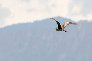 Purple Heron (Ardea purpurea)