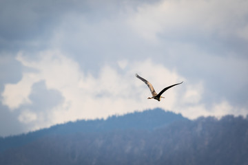 Purple Heron (Ardea purpurea)