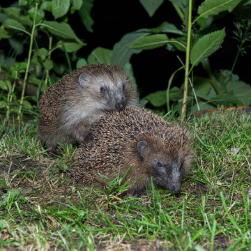 Couple of hedgehogs procreating