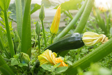 Green zucchini in garden in summer day