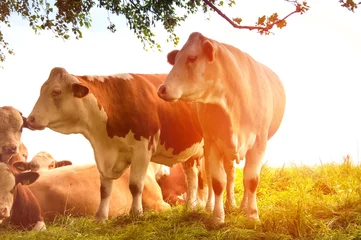 Crédence en verre imprimé Vache Cows grazing on a lovely green pasture