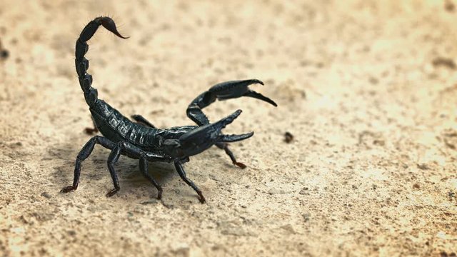 Video UHD - Asian forest scorpion (Heterometrus) in an aggressive posture