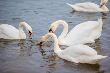 Obraz premium Beautiful swans in Prague river Vltava and Charles Bridge on the background. Karluv Most and white swans