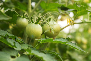 Green tomatoes growing on in the greenhouse