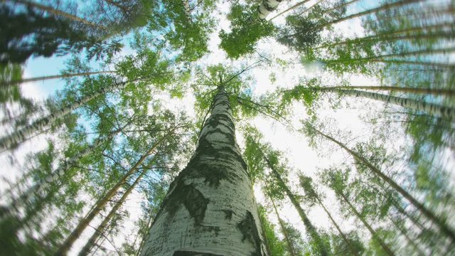 Video UHD - Amazing rotation around a birch in a summer forest. Sunny day