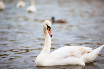 Beautiful white swan in Prague river Vltava and Charles Bridge on the background. Karluv Most and white swans
