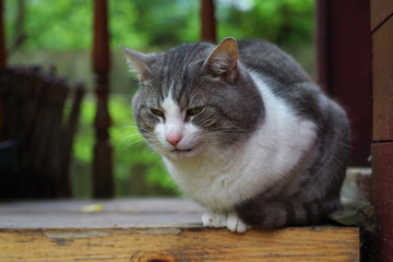 a white and grey cat relaxes outdoors