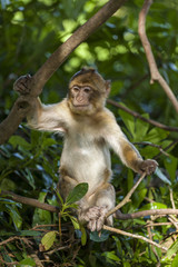 Barbary Macaques, Monkey. Native to the mountains of Morocco and Algiers. Single monkys, groups, young and babies. playing, climbing, feeding and grooming.