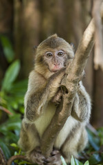 Barbary Macaques, Monkey. Native to the mountains of Morocco and Algiers. Single monkys, groups, young and babies. playing, climbing, feeding and grooming.