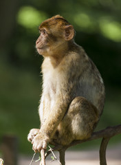Barbary Macaques, Monkey. Native to the mountains of Morocco and Algiers. Single monkys, groups, young and babies. playing, climbing, feeding and grooming.