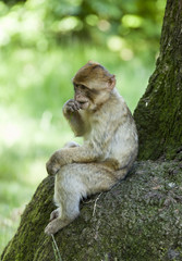 Barbary Macaques. Monkeys native to the mountains of Morocco and Algeria. Single animals, groups, young, babies, climbing, groomimg, feeding and playing.
