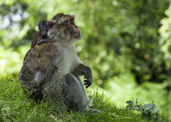 Barbary Macaques. Monkeys native to the mountains of Morocco and Algeria. Single animals, groups, young, babies, climbing, groomimg, feeding and playing.