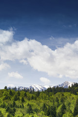 Forests in the Carpathian Mountains