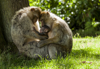 Barbary Macaques. Monkeys native to the mountains of Morocco and Algeria. Single animals, groups, young, babies, climbing, groomimg, feeding and playing.