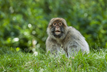 Barbary Macaques. Monkeys native to the mountains of Morocco and Algeria. Single animals, groups, young, babies, climbing, groomimg, feeding and playing.