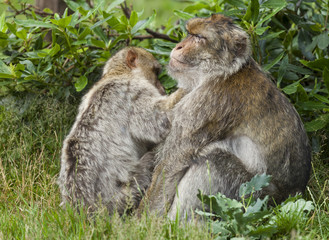 Naklejka na ściany i meble Barbary Macaques. From the mountains of Morocco and Algeria. Single monkeys, family, groups with young.
