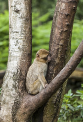 Barbary Macaques. From the mountains of Morocco and Algeria. Single monkeys, family, groups with young.