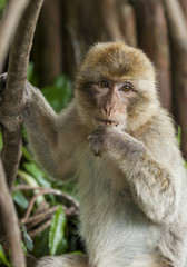 Barbary Macaques. From the mountains of Morocco and Algeria. Single monkeys, family, groups with young.