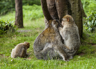 Barbary Macaques. From the mountains of Morocco and Algeria. Single monkeys, family, groups with young.