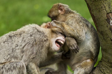 Barbary Macaques. From the mountains of Morocco and Algeria. Single monkeys, family, groups with young.