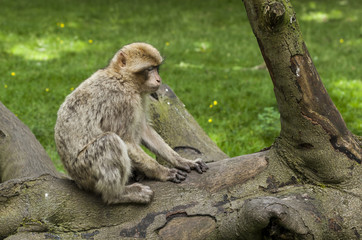 Barbary Macaques. From the mountains of Morocco and Algeria. Single monkeys, family, groups with young.