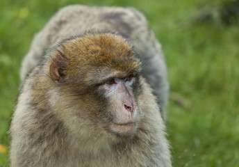 Fototapeta premium Barbary Macaques. From the mountains of Morocco and Algeria. Single monkeys, family, groups with young.