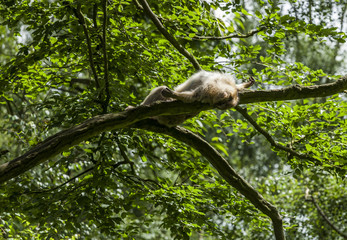 Barbary Macaques. From the mountains of Morocco and Algeria. Single monkeys, family, groups with young.