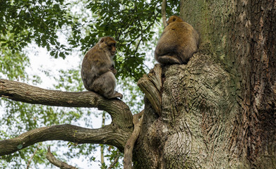 Barbary Macaques. From the mountains of Morocco and Algeria. Single monkeys, family, groups with young.