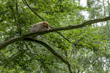 Barbary Macaques. From the mountains of Morocco and Algeria. Single monkeys, family, groups with young.