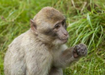 Barbary Macaques. From the mountains of Morocco and Algeria. Single monkeys, family, groups with young.