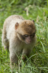 Barbary Macaques. From the mountains of Morocco and Algeria. Single monkeys, family, groups with young.