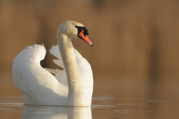 swan