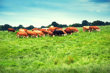 Cows grazing on a lovely green pasture