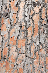 pine tree bark