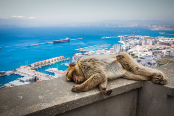 Barbary macaque in Gibraltar, UK.