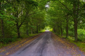 Beautiful alley of green trees and sandy road