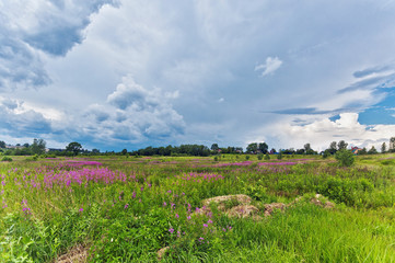 Summer field under gloomy sky