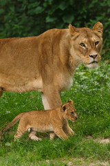 Löwenmutter mit Welpe