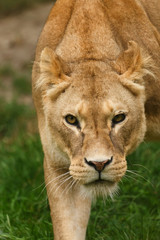 Fototapeta premium Löwin