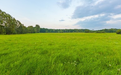 Wild meadow at evening landscape.