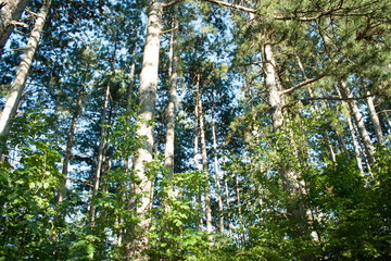 Fototapeta premium A pine forest in serbia,beautiful green forest.
