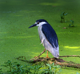 Black Crowned Night Heron on a log