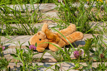Lost toy bear lying on a wooden platform
