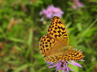 Orange butterfly on a thistle